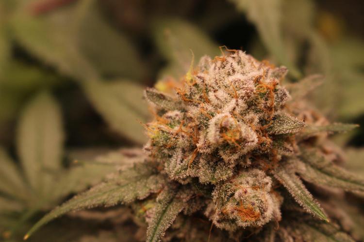 Barney's Farm Zillions. Week 12