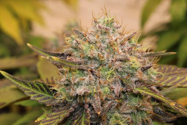 Barney's Farm Zillions. Week 12