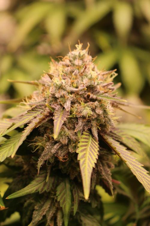 Barney's Farm Zillions. Week 12