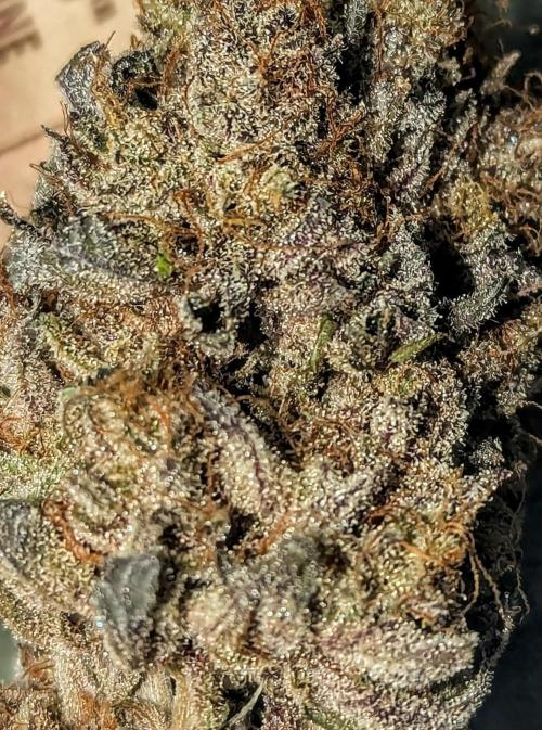 Barney's Farm Zillions. Week 13