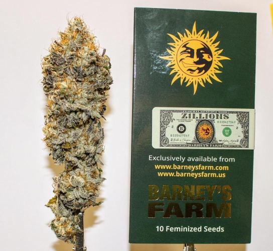 Barney's Farm Zillions. Week 13