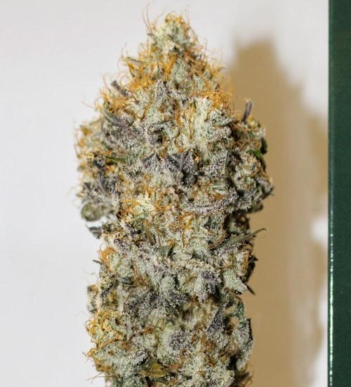 Barney's Farm Zillions. Week 13