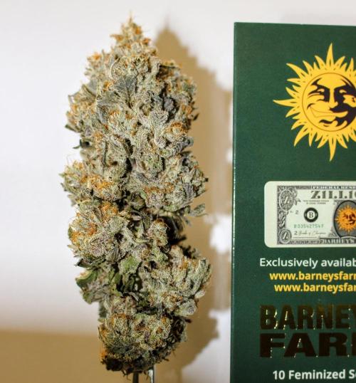 Barney's Farm Zillions. Week 13