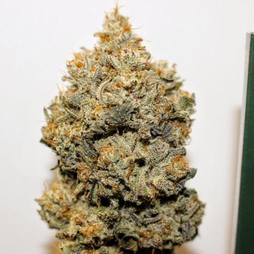 Barney's Farm Zillions. Week 13