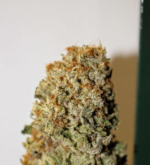 Barney's Farm Zillions. Week 13