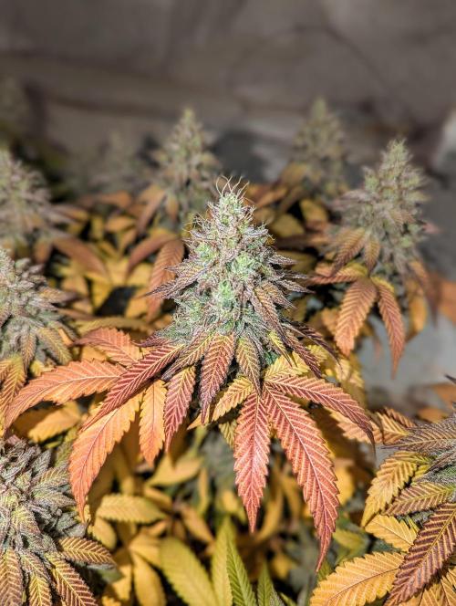 Barney's Farm Jelly Cake. Week 12