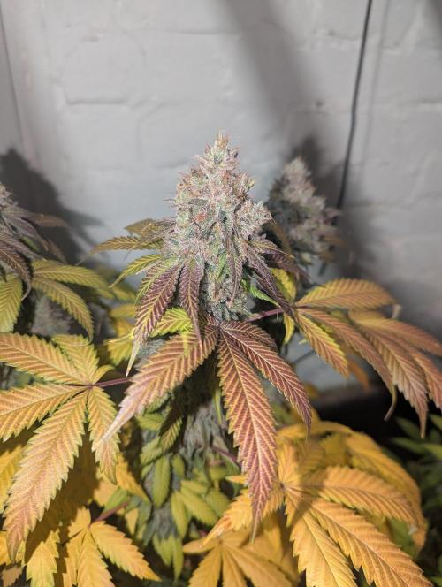Barney's Farm Jelly Cake. Week 12