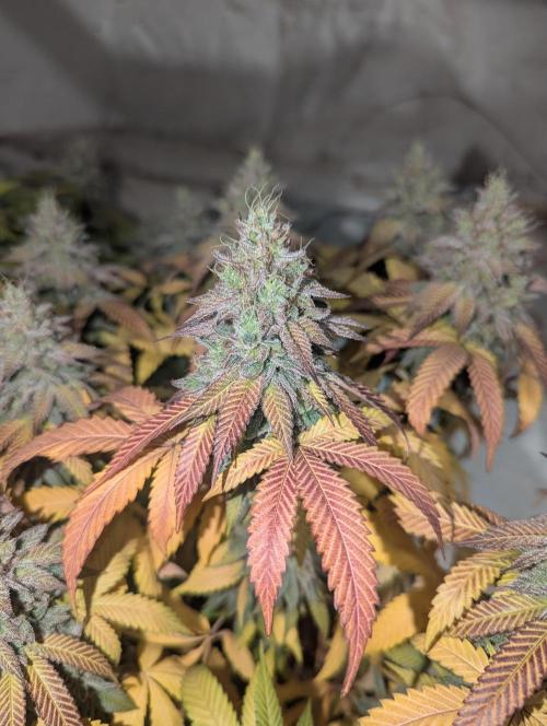Barney's Farm Jelly Cake. Week 12