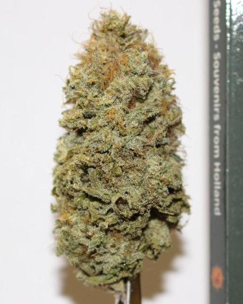 Barney's Farm Jelly Cake. Week 13