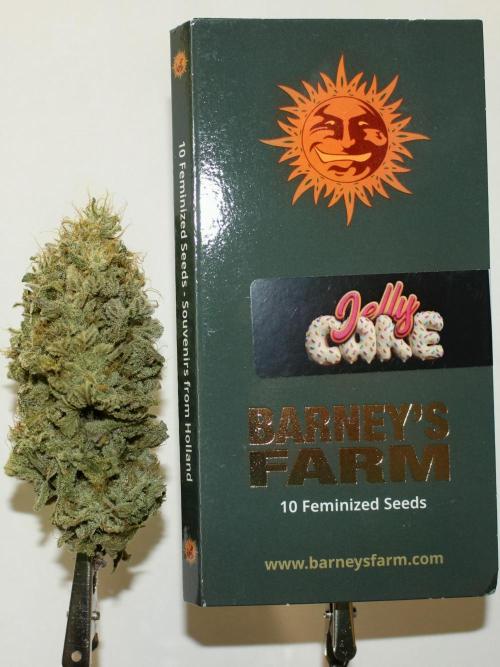 Barney's Farm Jelly Cake. Week 13