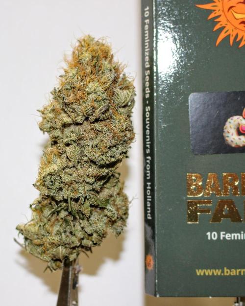 Barney's Farm Jelly Cake. Week 13