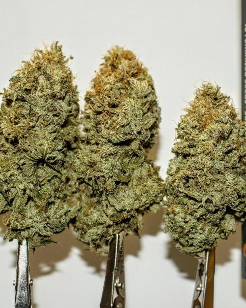 Barney's Farm Jelly Cake. Week 13