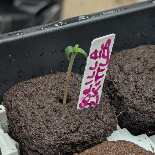 42fastbuds Gorilla Z Auto. Week 0