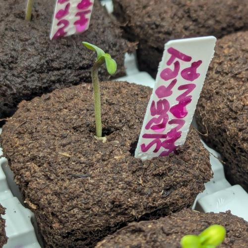 Strawberry Banana Auto. Week 0