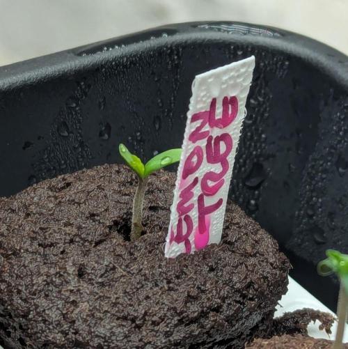 42fastbuds Lemon Tree Auto. Week 0
