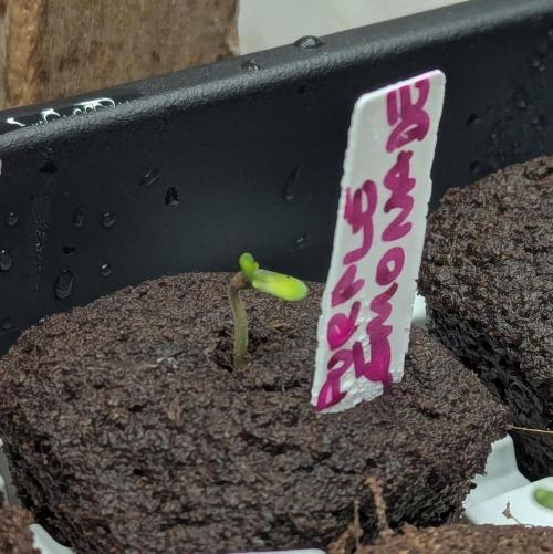 42fastbuds Purple Lemonade Auto. Week 0
