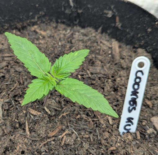 Barney's Farm Cookies Kush Auto. Week 1