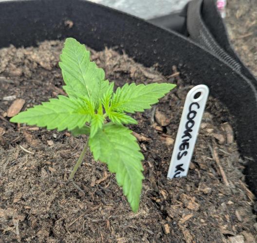 Barney's Farm Cookies Kush Auto. Week 1