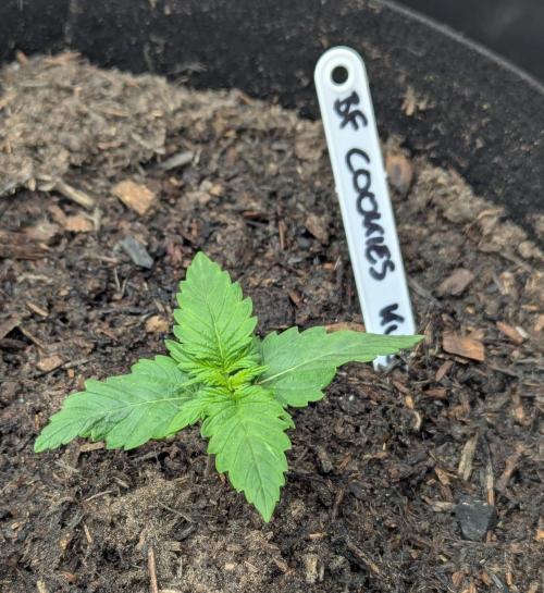 Barney's Farm Cookies Kush Auto. Week 1