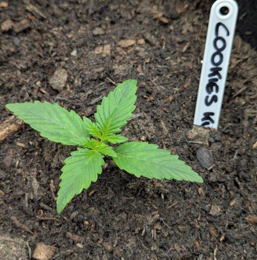 Barney's Farm Cookies Kush Auto. Week 1