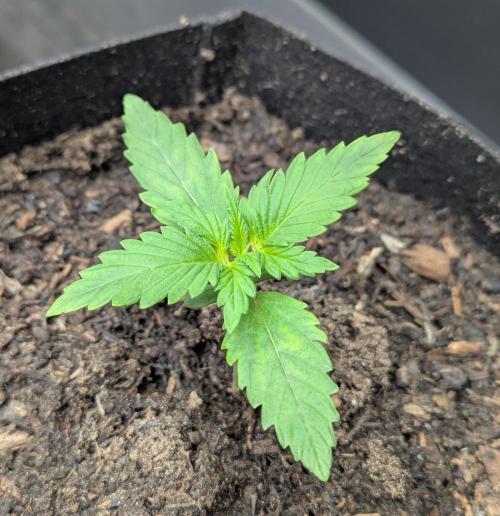 Barney's Farm GMO Auto. Week 1