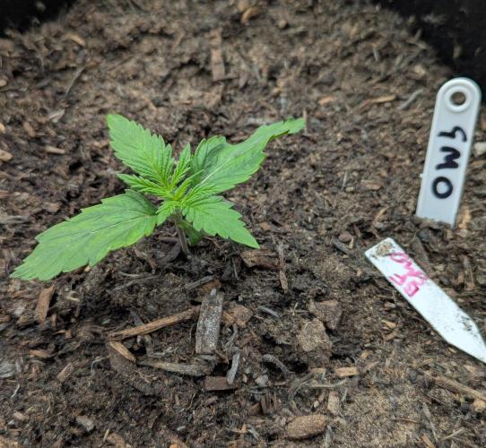 Barney's Farm GMO Auto. Week 1