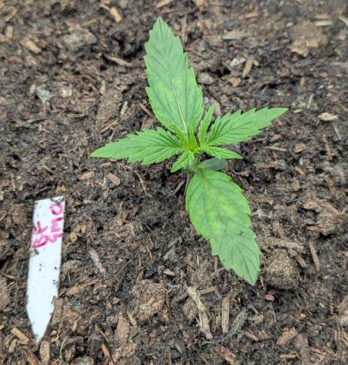 Barney's Farm GMO Auto. Week 1
