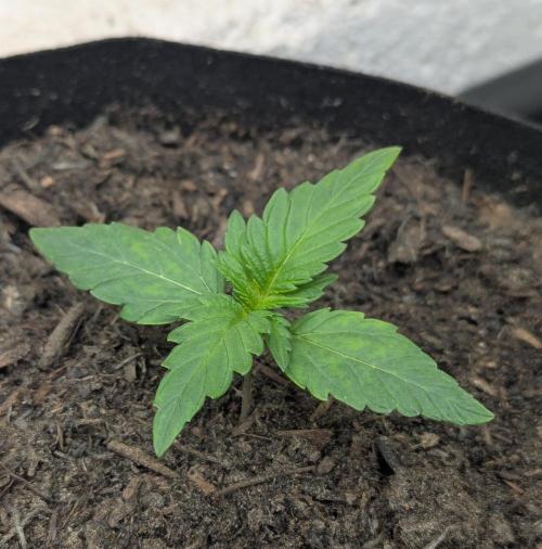 Barney's Farm GMO Auto. Week 1