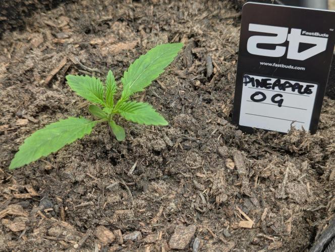 42fastbuds Pineapple OG Auto. Week 1