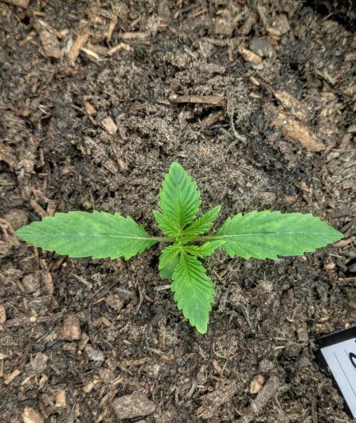 42fastbuds Pineapple OG Auto. Week 1