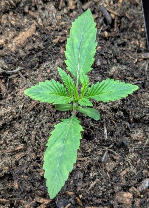 42fastbuds Pineapple OG Auto. Week 1