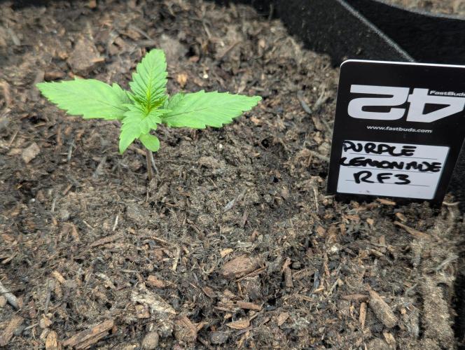 42fastbuds Purple Lemonade RF3 Auto. Week 1