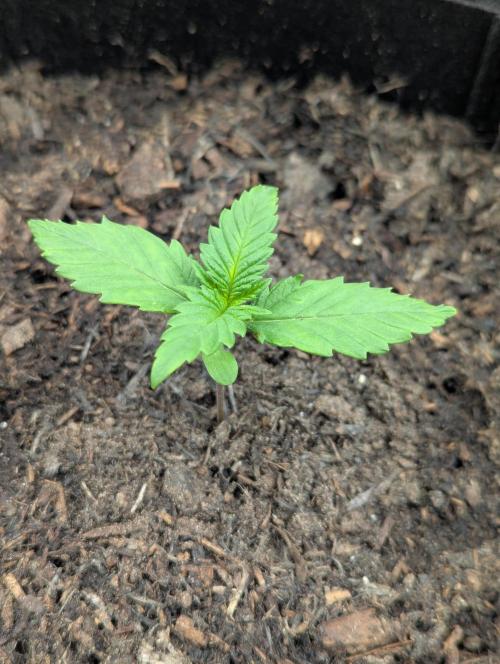 Purple Lemonade Auto RF3. Week 1