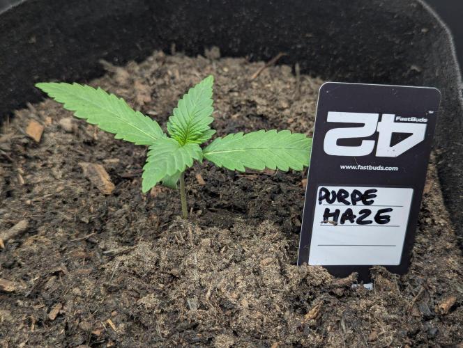 42fastbuds Purple Haze Auto. Week 1