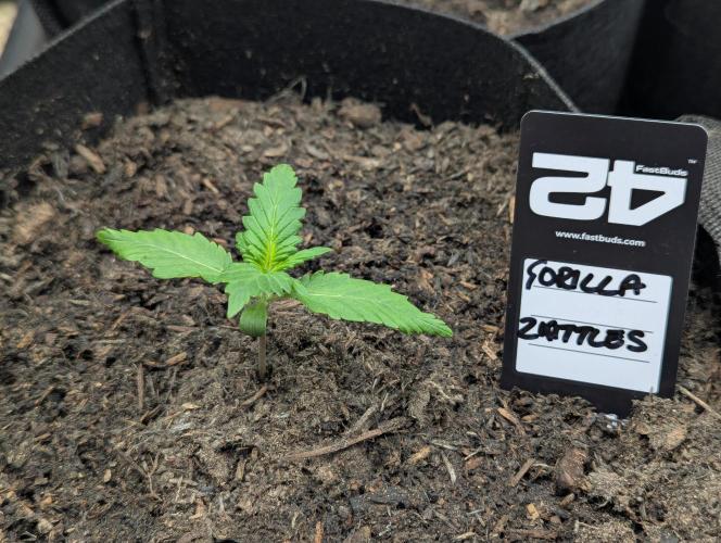 42fastbuds Gorilla Z Auto. Week 1