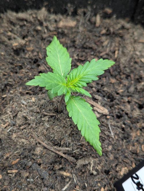 42fastbuds Gorilla Z Auto. Week 1
