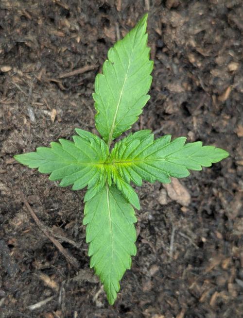 42fastbuds Gorilla Z Auto. Week 1
