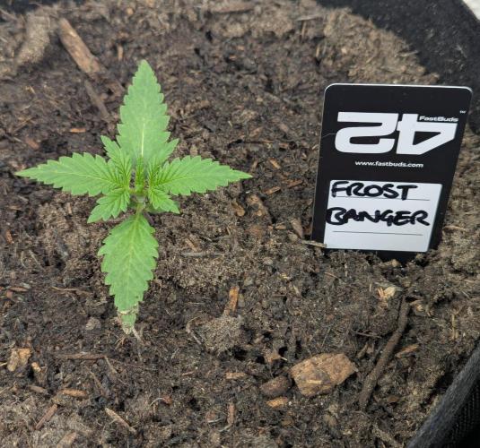 42fastbuds Frostbanger Auto. Week 1