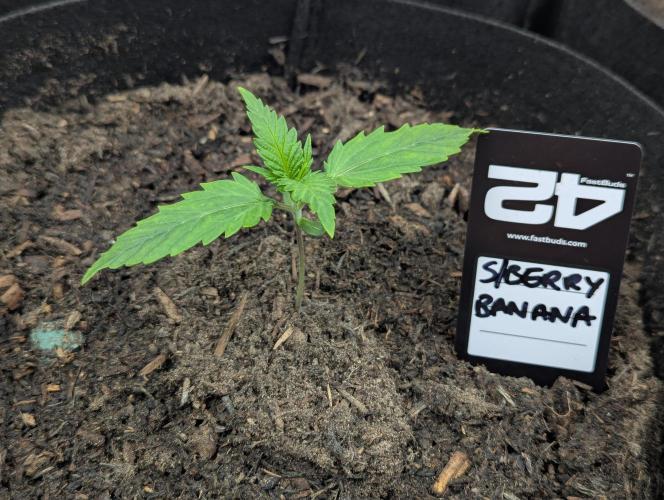 42fastbuds Strawberry Banana Auto. Week 1
