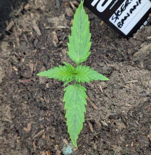 Strawberry Banana Auto. Week 1