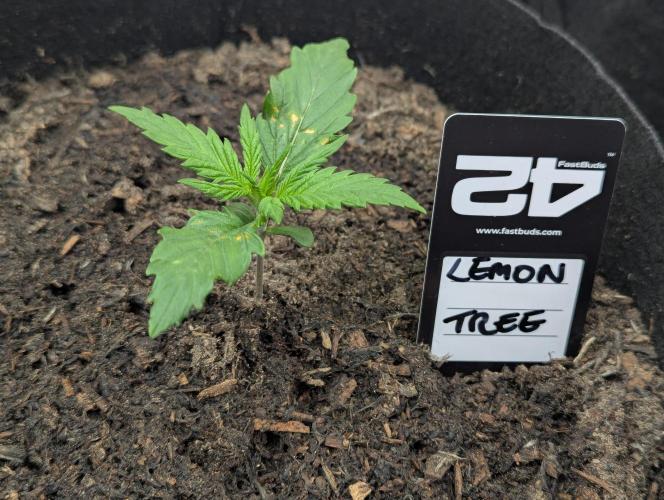42fastbuds Lemon Tree Auto. Week 1