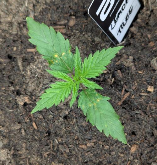 Lemon Tree Auto. Week 1