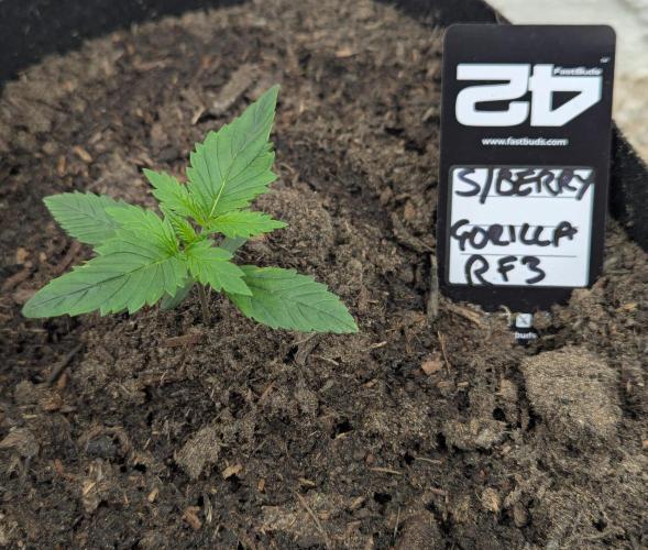 42fastbuds Strawberry Gorilla RF3 Auto. Week 1