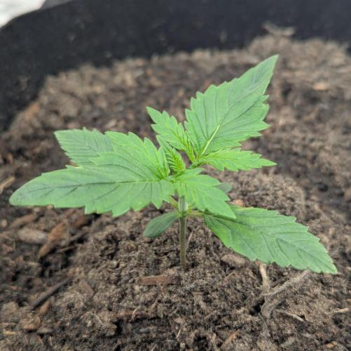 Strawberry Gorilla Auto RF3. Week 1