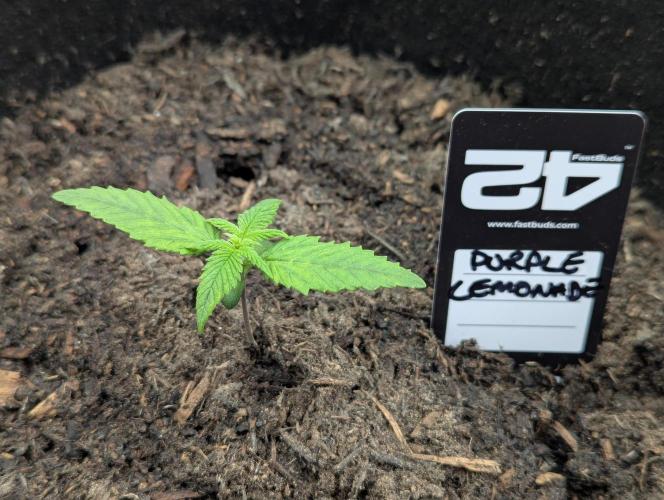 42fastbuds Purple Lemonade Auto. Week 1