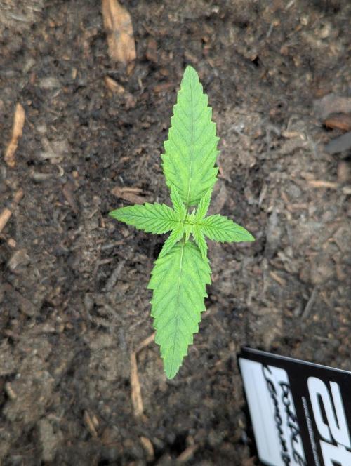 Purple Lemonade Auto. Week 1