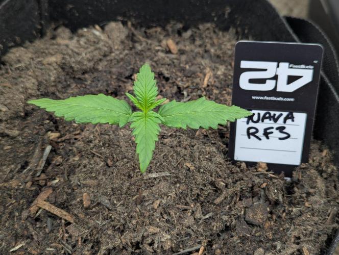 42fastbuds Guava RF3 Auto. Week 1