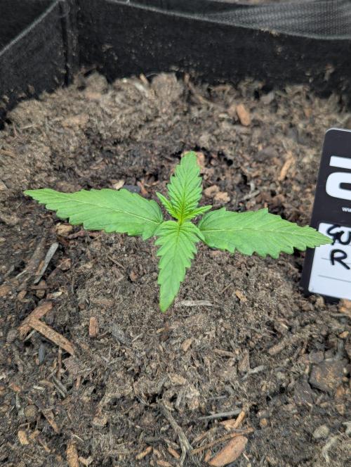 ZEUS 600W PRO 2.9. Week 1