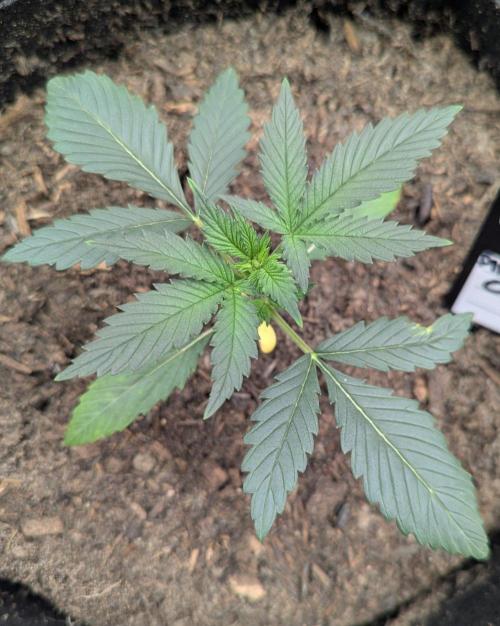 42fastbuds Pineapple OG Auto. Week 2