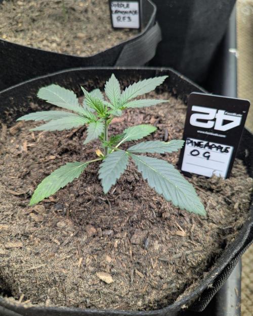 42fastbuds Pineapple OG Auto. Week 2